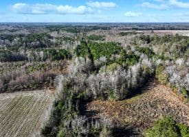 19 +/- Acres of Residential and Hunting Land For Sale in Robeson County NC!