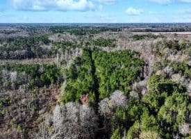 19 +/- Acres of Residential and Hunting Land For Sale in Robeson County NC!