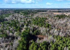 19 +/- Acres of Residential and Hunting Land For Sale in Robeson County NC!