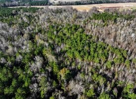 19 +/- Acres of Residential and Hunting Land For Sale in Robeson County NC!