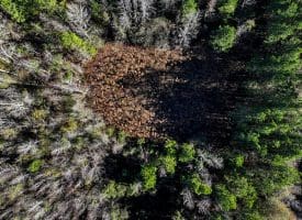19 +/- Acres of Residential and Hunting Land For Sale in Robeson County NC!