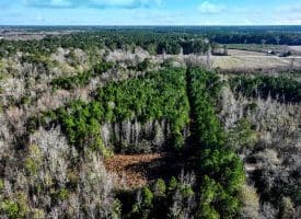 19 +/- Acres of Residential and Hunting Land For Sale in Robeson County NC!