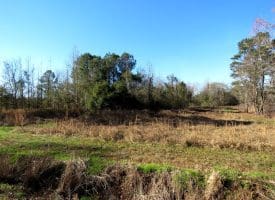 19 +/- Acres of Residential and Hunting Land For Sale in Robeson County NC!