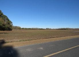 75+/- Acres of Farmland For Sale in Bladen County NC!
