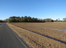 75+/- Acres of Farmland For Sale in Bladen County NC!