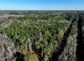 29+/- Acres of Residential and Hunting Land For Sale in Robeson County NC!