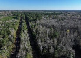 24+/- Acres of Residential and Hunting Land For Sale in Robeson County NC!