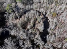 23+/- Acres of Hunting and Residential Land For Sale in Robeson County NC!
