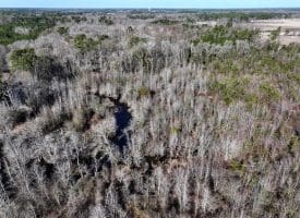 23+/- Acres of Hunting and Residential Land For Sale in Robeson County NC!