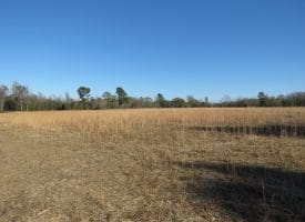 29+/- Acres of Residential and Hunting Land For Sale in Robeson County NC!