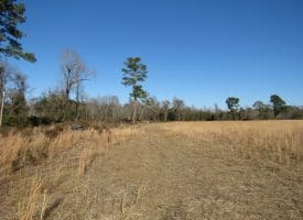 29+/- Acres of Residential and Hunting Land For Sale in Robeson County NC!