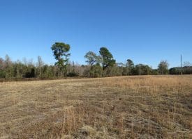 29+/- Acres of Residential and Hunting Land For Sale in Robeson County NC!