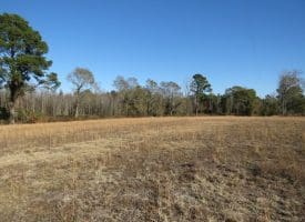 29+/- Acres of Residential and Hunting Land For Sale in Robeson County NC!