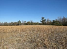 24+/- Acres of Residential and Hunting Land For Sale in Robeson County NC!
