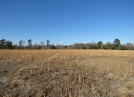 24+/- Acres of Residential and Hunting Land For Sale in Robeson County NC!