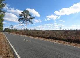 113+/- Acres of Timber Investment Land For Sale in Robeson County NC!