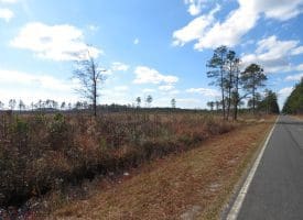 113+/- Acres of Timber Investment Land For Sale in Robeson County NC!