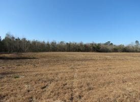 23+/- Acres of Hunting and Residential Land For Sale in Robeson County NC!