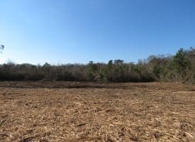 23+/- Acres of Hunting and Residential Land For Sale in Robeson County NC!