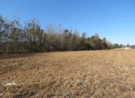 23+/- Acres of Hunting and Residential Land For Sale in Robeson County NC!