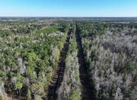 24+/- Acres of Residential and Hunting Land For Sale in Robeson County NC!