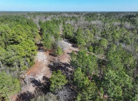 81+/- Acres of Hunting and Timber Land For Sale In Sampson County, NC