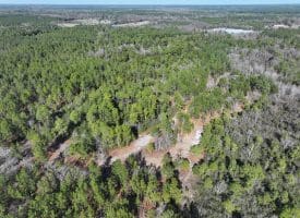 81+/- Acres of Hunting and Timber Land For Sale In Sampson County, NC