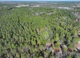 81+/- Acres of Hunting and Timber Land For Sale In Sampson County, NC