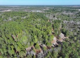 81+/- Acres of Hunting and Timber Land For Sale In Sampson County, NC
