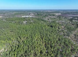 81+/- Acres of Hunting and Timber Land For Sale In Sampson County, NC