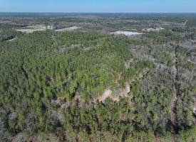 81+/- Acres of Hunting and Timber Land For Sale In Sampson County, NC