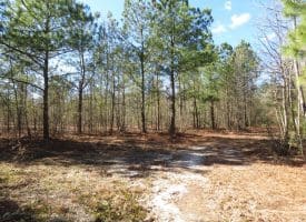81+/- Acres of Hunting and Timber Land For Sale In Sampson County, NC