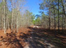 81+/- Acres of Hunting and Timber Land For Sale In Sampson County, NC