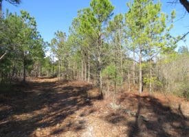81+/- Acres of Hunting and Timber Land For Sale In Sampson County, NC