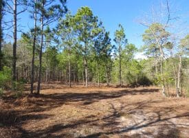 81+/- Acres of Hunting and Timber Land For Sale In Sampson County, NC