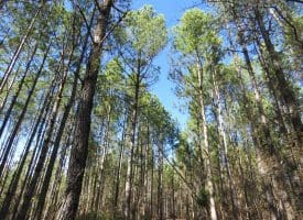 81+/- Acres of Hunting and Timber Land For Sale In Sampson County, NC