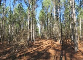 81+/- Acres of Hunting and Timber Land For Sale In Sampson County, NC