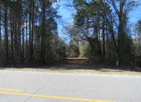 81+/- Acres of Hunting and Timber Land For Sale In Sampson County, NC