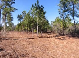 81+/- Acres of Hunting and Timber Land For Sale In Sampson County, NC