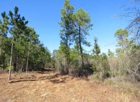 81+/- Acres of Hunting and Timber Land For Sale In Sampson County, NC