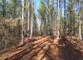 81+/- Acres of Hunting and Timber Land For Sale In Sampson County, NC