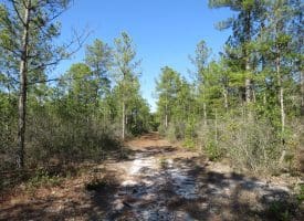 81+/- Acres of Hunting and Timber Land For Sale In Sampson County, NC