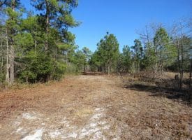 81+/- Acres of Hunting and Timber Land For Sale In Sampson County, NC
