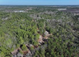 81+/- Acres of Hunting and Timber Land For Sale In Sampson County, NC