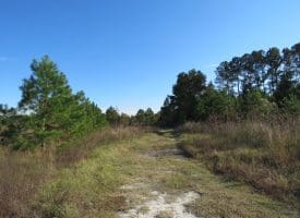 103+/- Acre Farm in Robeson County NC