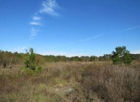 103+/- Acre Farm in Robeson County NC