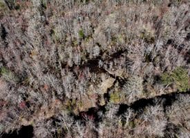 57 +/- Acres of Hunting Land For Sale in Robeson County NC