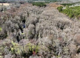 122+/- Acres of Hunting and Timberland In Robeson County, NC