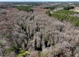 122+/- Acres of Hunting and Timberland In Robeson County, NC
