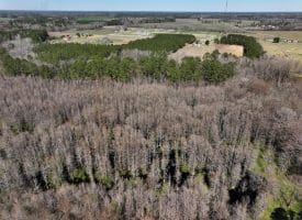 122+/- Acres of Hunting and Timberland In Robeson County, NC